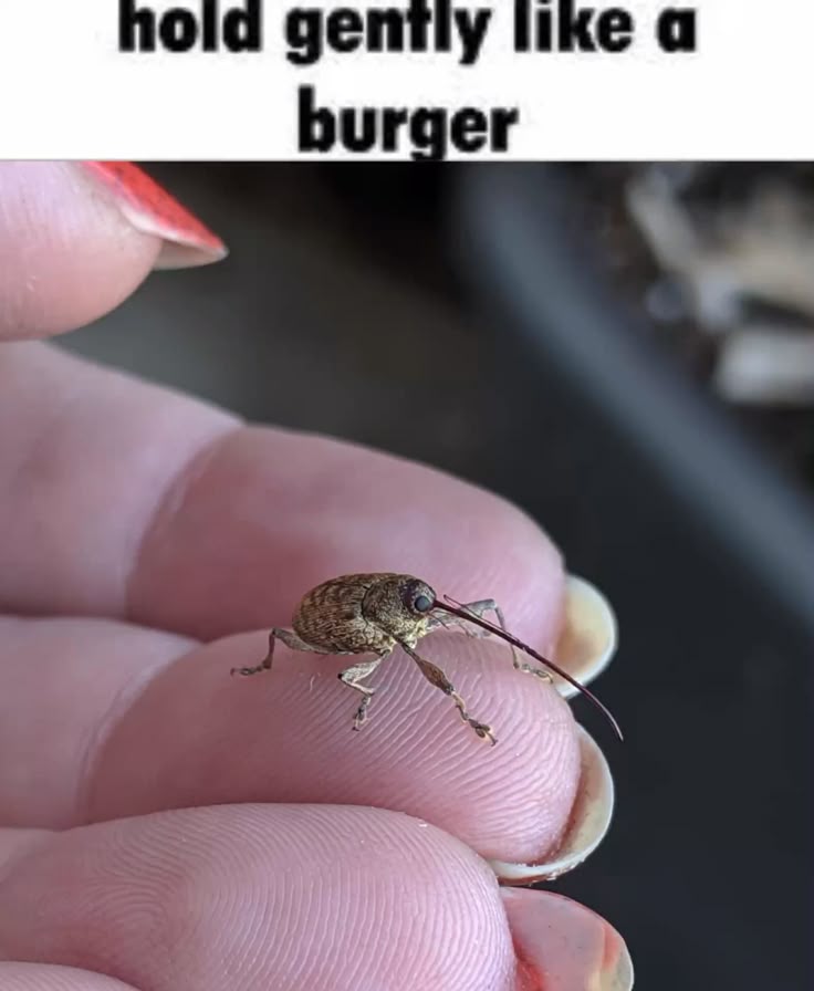 a weevil on a finger