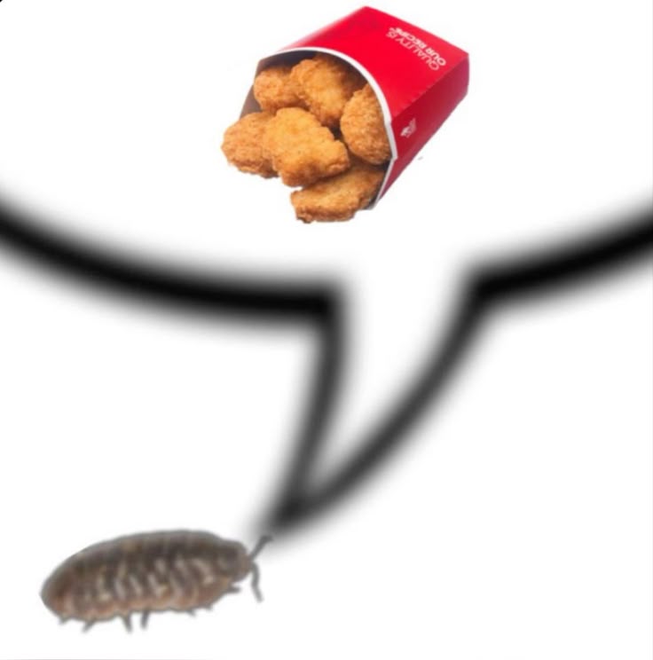 isopod asking for wendys nuggets