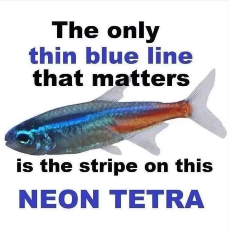 the only blue stripe that matters is on this neonn tetra