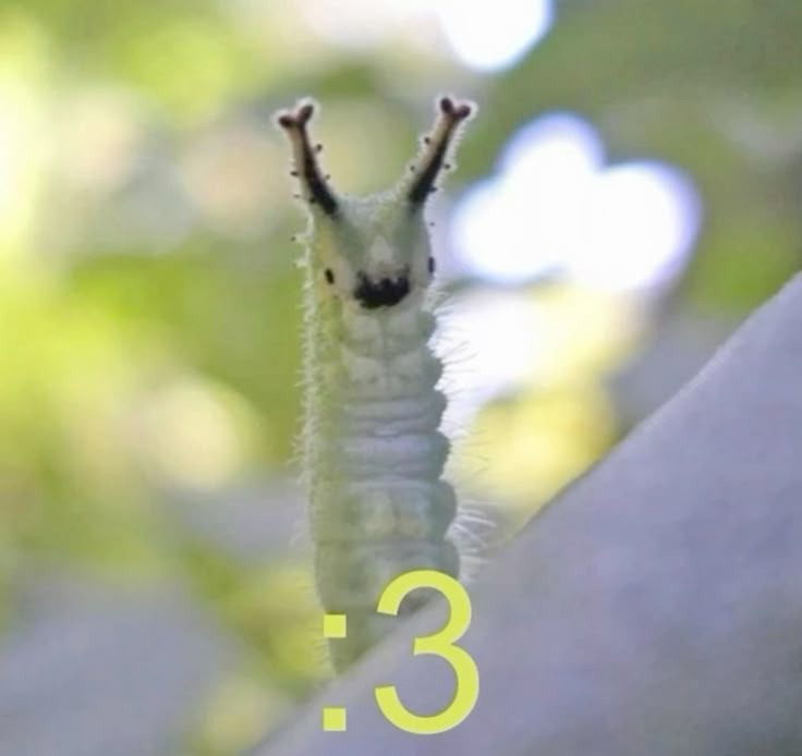 japanese emperor caterpillar